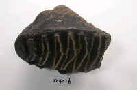 藏品(諾曼象臼齒化石(模))的圖片